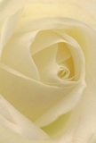 This evocative image welcomes you into the soft heart of a cream-white rose, as if you're resting inside its petals in a tranquil Canning Town florist's shop. Each petal spirals outward in luminous waves, their surface so delicate that it conjures the sensation of morning dew kissed by the River Lea. Gentle shadows nestle between the pale, ivory folds, adding depth and a hushed sense of drama, while the petal edges glow with a subtle, silken sheen. The atmosphere feels serene-reminiscent of the peaceful quiet that greets early risers along Hermit Road, perfect for moments of reflection or new beginnings. As a symbol, this rose is pure reverence, ideal for expressing sympathy or admiration in our local East London community. As you take in the close, intimate composition, the artistry behind each carefully crafted bouquet becomes clear-every arrangement from Flowers Canning Town embodies both the tender emotion and the refined craftsmanship that mark the most memorable floral tributes. The imagined perfume is faint yet distinct-sweet, soothing, and woven with hope-making this a perfect choice for the heartfelt milestones that matter most.